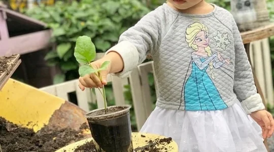 コーヒーマグに木を植える体験