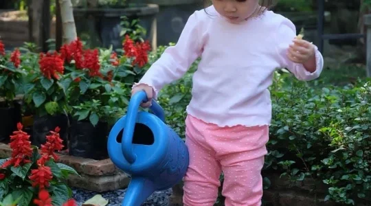 木に水をやる