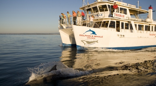 シドニー ジャービスベイ ドルフィンクルーズ クルーズ チケット の写真一覧