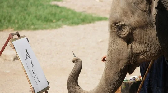 本格象乗り体験