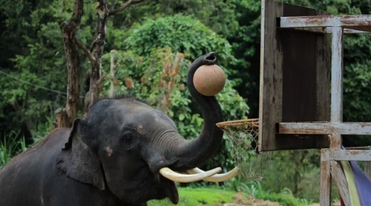 本格象乗り体験