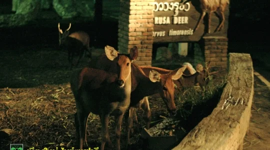 ナイトサファリ