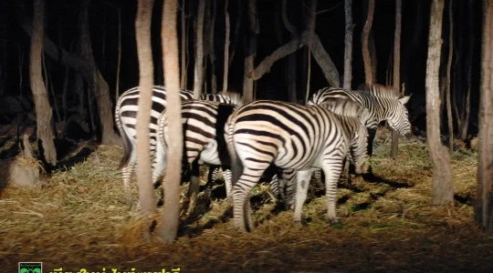 ナイトサファリ