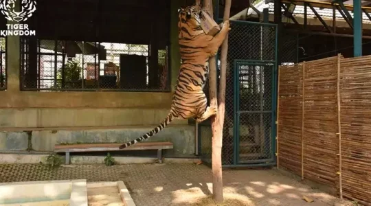 メーサーエレファントキャンプ+タイガーキングダム