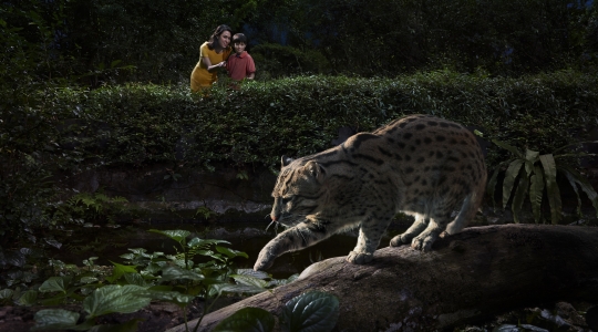 シンガポールの定番観光地 ナイトサファリの入場チケット 入場eチケット の写真一覧