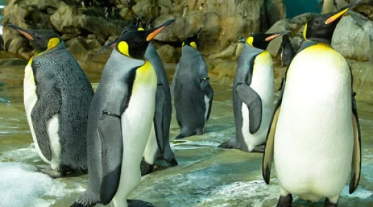 ペンギン