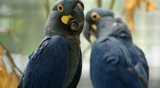 青のコンゴウインコ