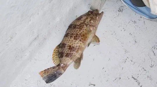 魚釣り