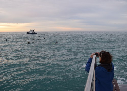 ドルフィンウォッチング