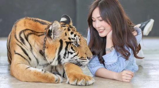 シラチャタイガーズー