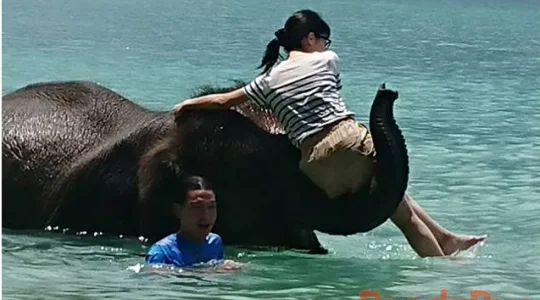 海で象乗り体験