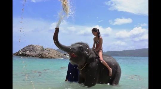 海で象乗り体験