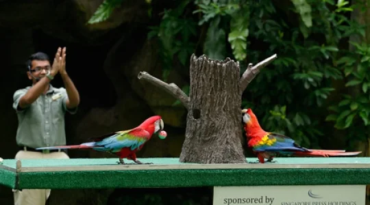 High Flyers ショー