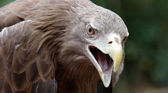 Kings of the Skies ショー