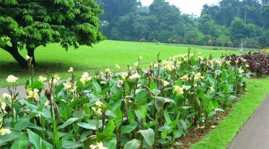 ボゴール植物園