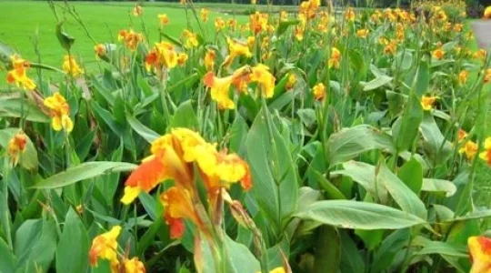 ボゴール植物園