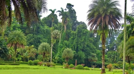 ボゴール植物園
