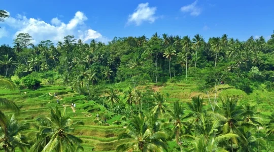 【バリ島/KITAS料金】森林の街ウブドコンパクトツアー＜テガララン/サワスワティ寺院/工房見学/ウブド散策/日本語ガイド付き＞