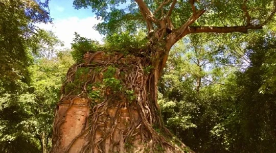 サンボープレイクック