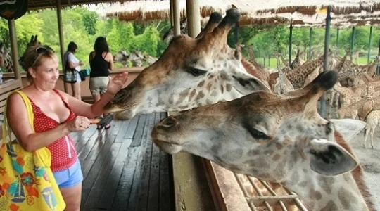 バンコク サファリ ワールド｜事前チケット予約